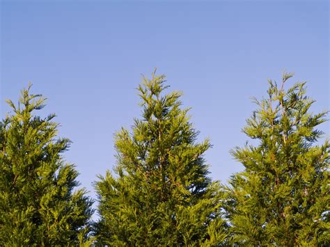 spacing of norway spruce trees